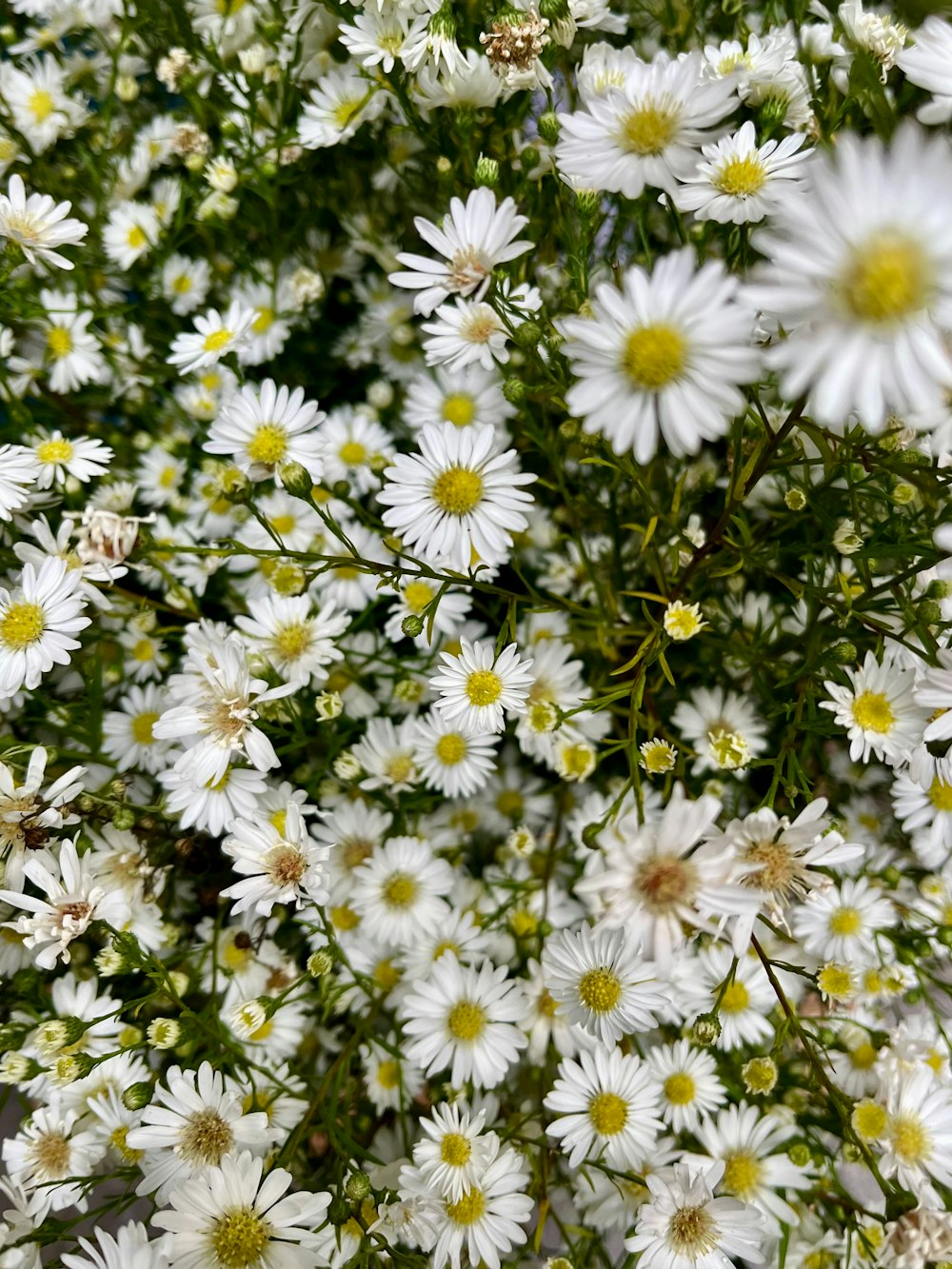 a bunch of white flowers with yellow centers