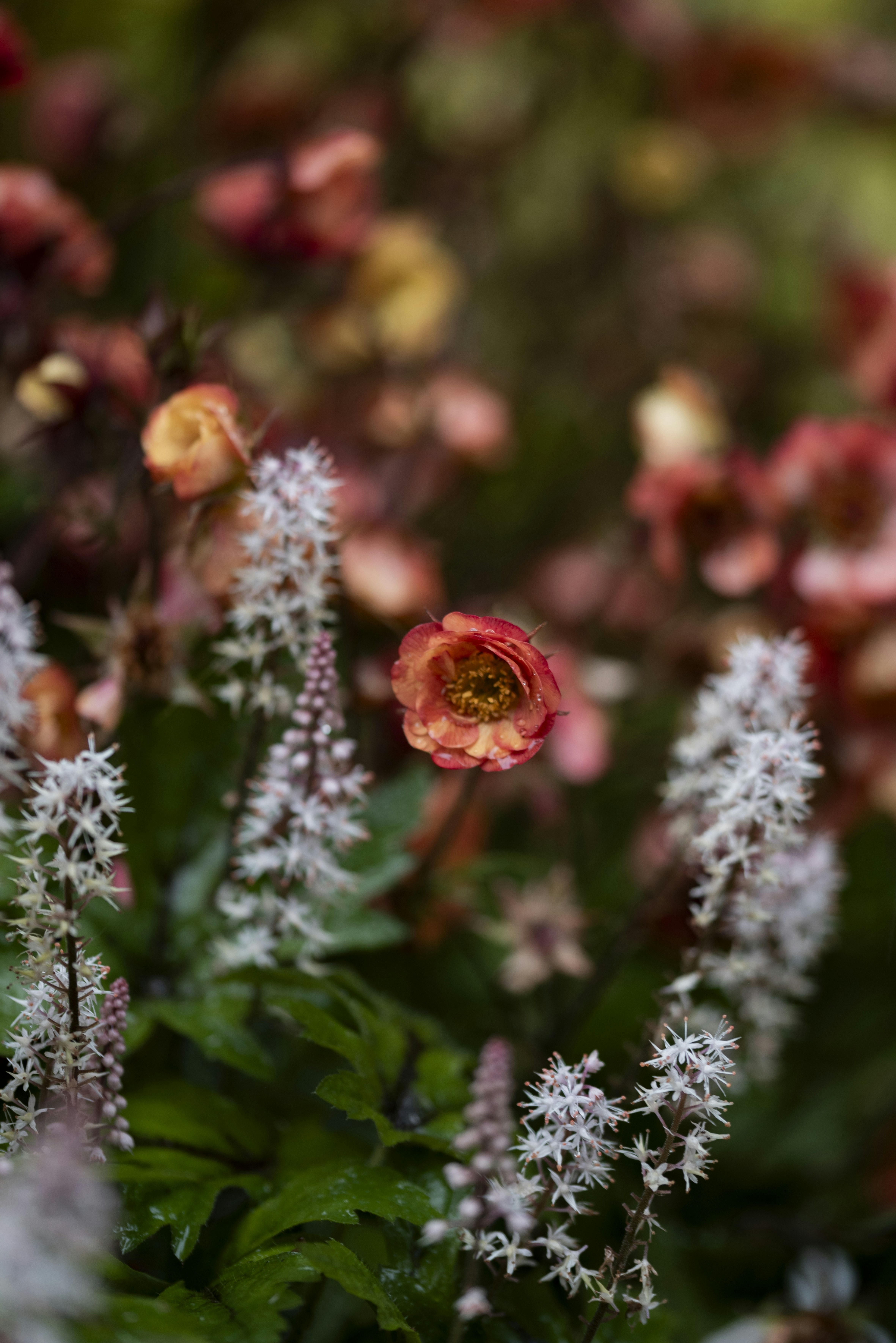 Photo by lauraadaiphoto