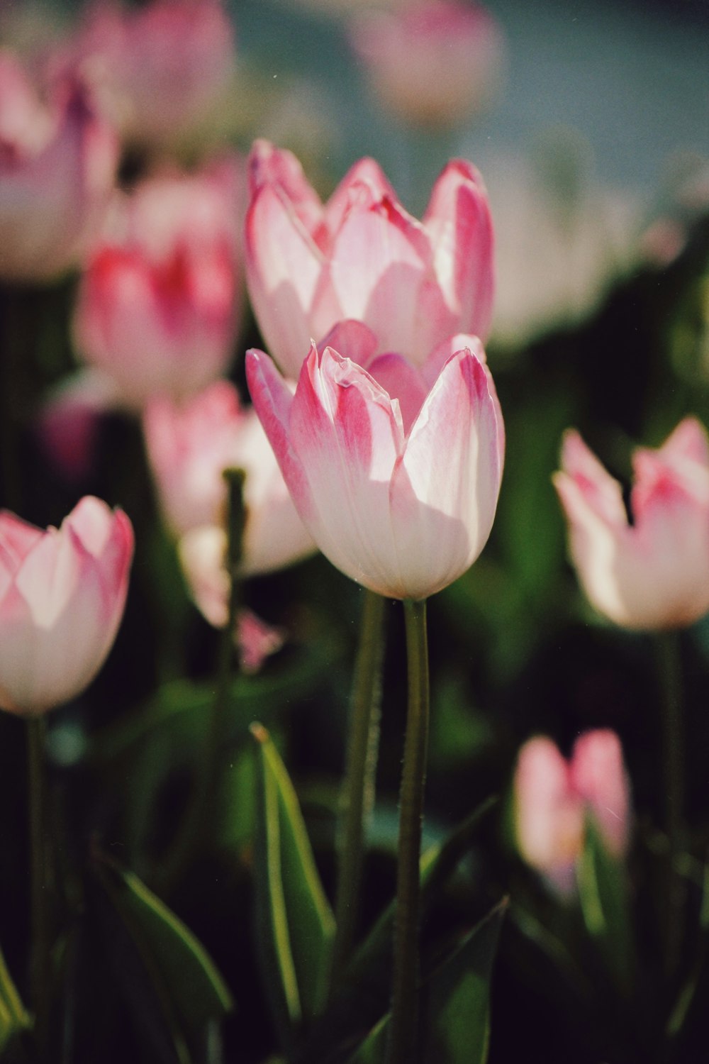 a bunch of pink flowers that are in the grass