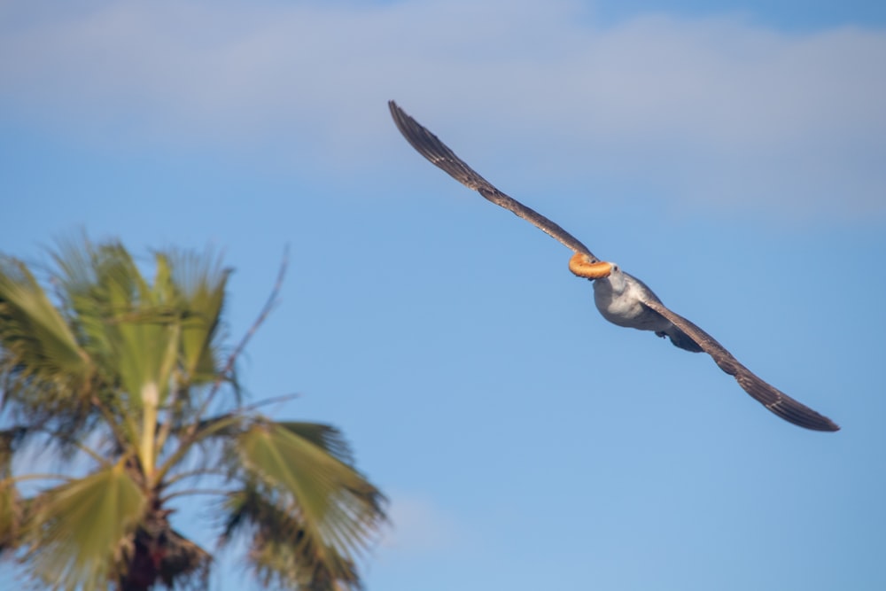 a large bird flying over a palm tree