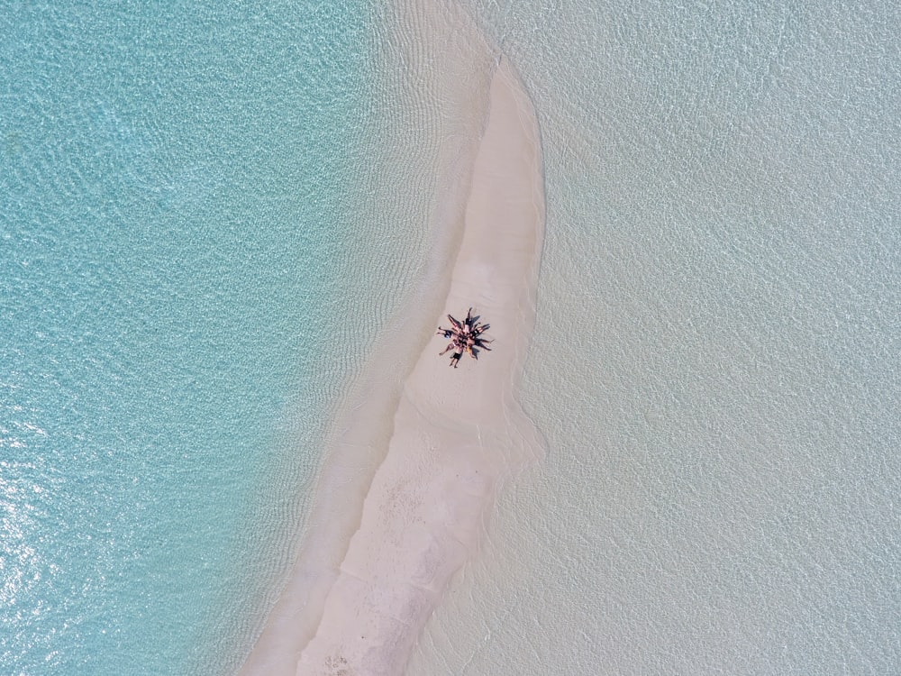an aerial view of a beach with a palm tree