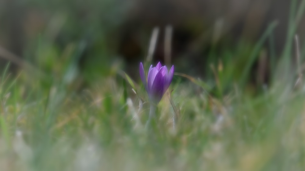 a single purple flower is in the grass