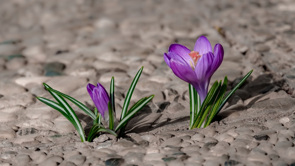 a couple of purple flowers sitting on top of a rocky ground