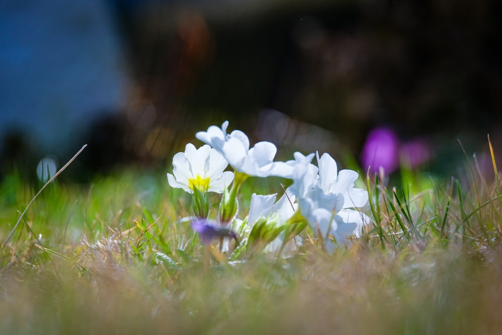 um grupo de flores brancas sentado no topo de um campo verde exuberante