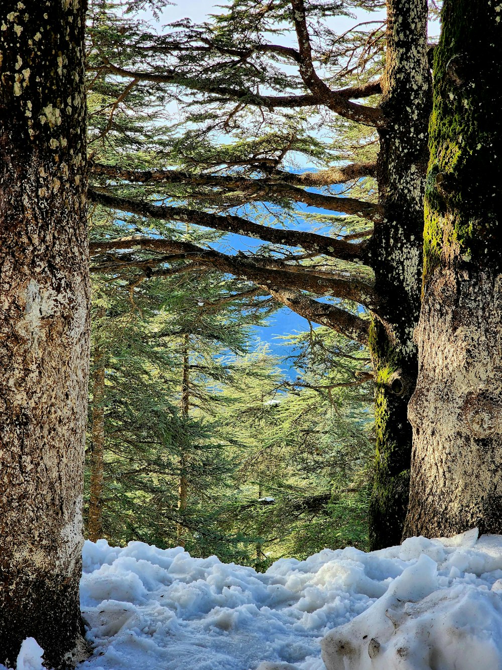 a snow covered path through a forest with lots of trees