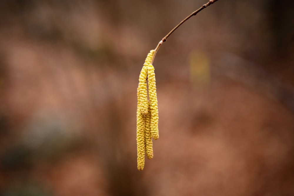 a close up of a seed on a plant