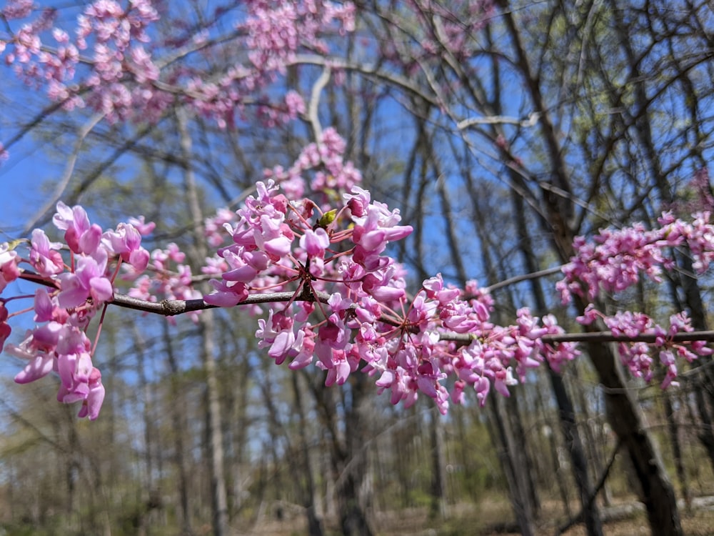 a branch of a tree with pink flowers