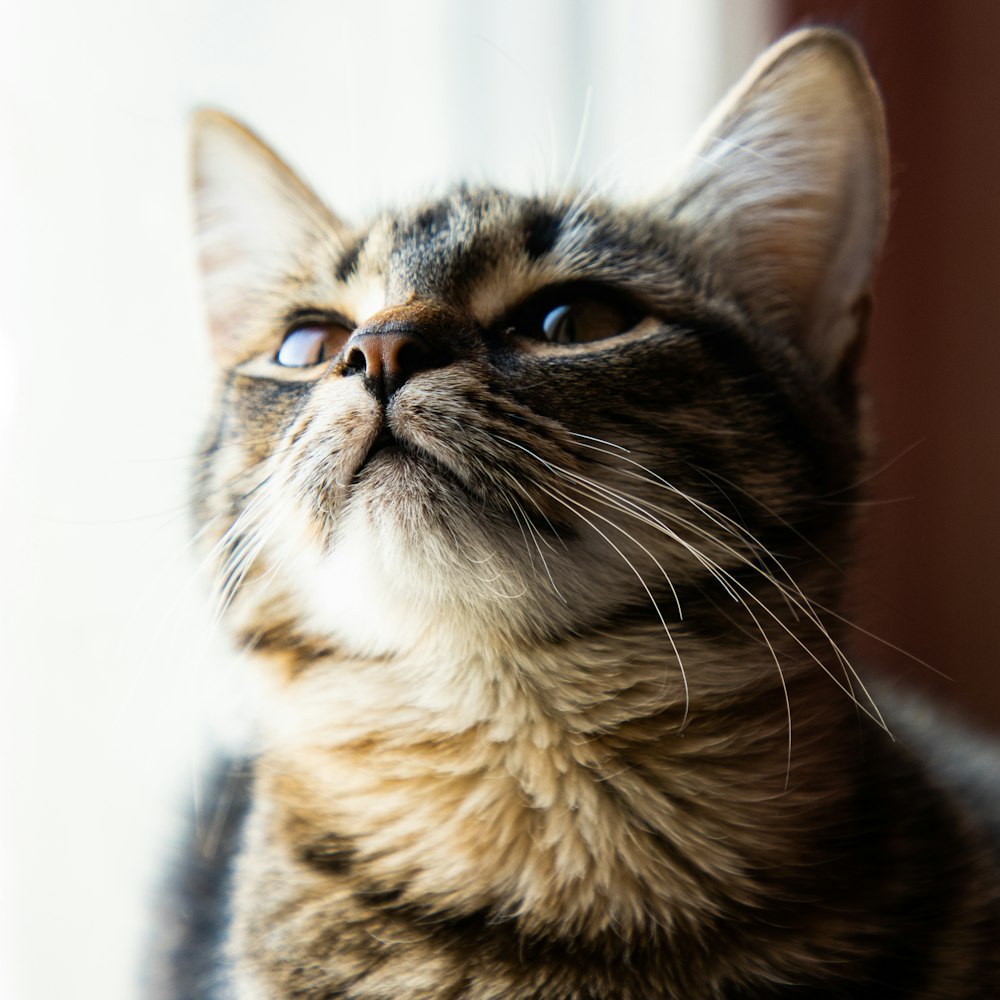 a close up of a cat looking up at something