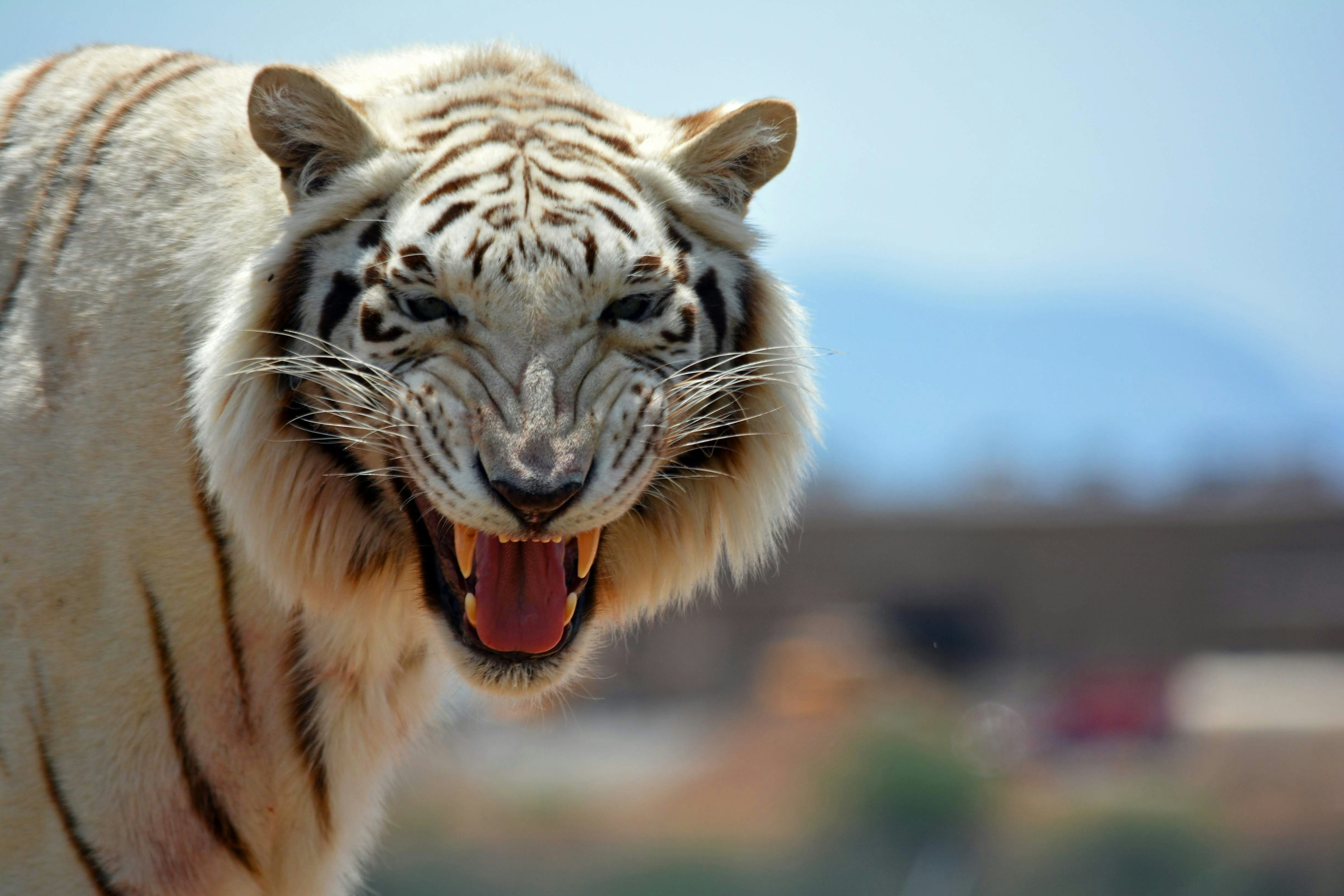 a close up of a white tiger with its mouth open