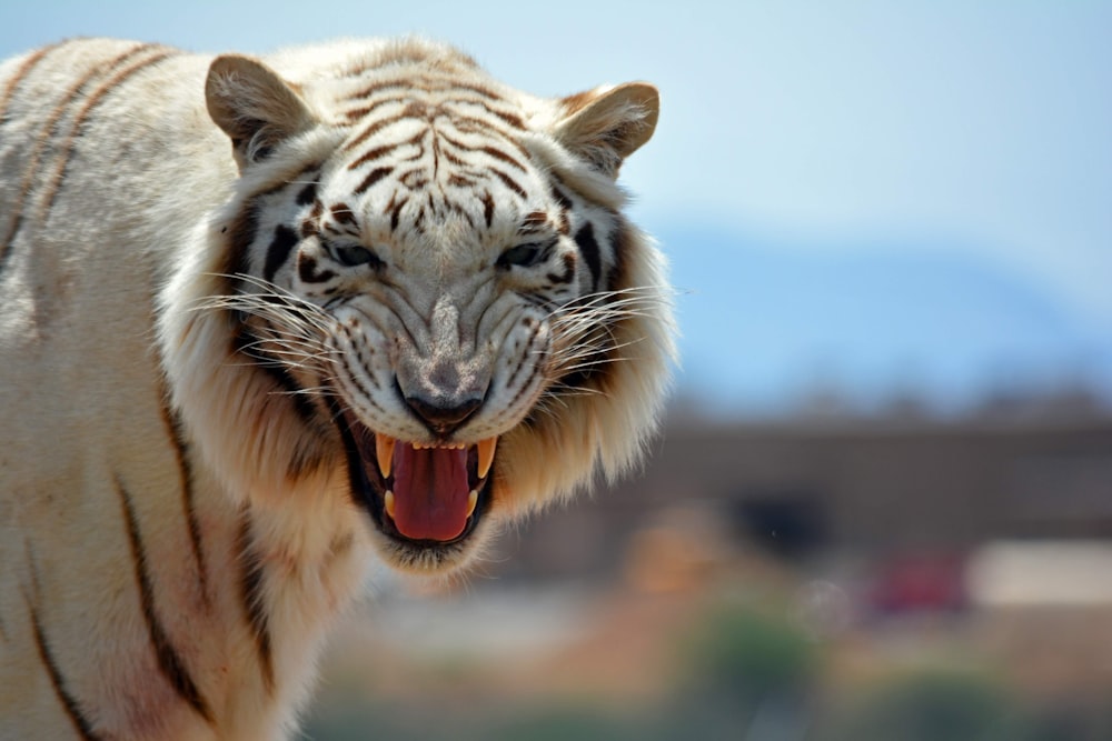 a close up of a white tiger with its mouth open