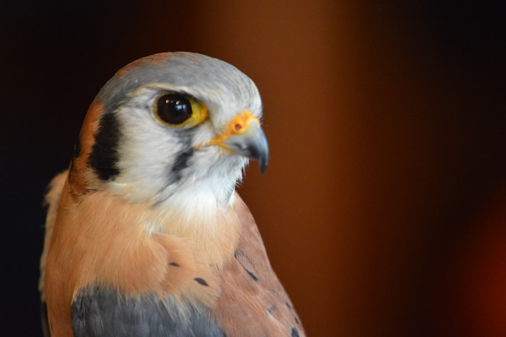 a close up of a bird with a blurry background