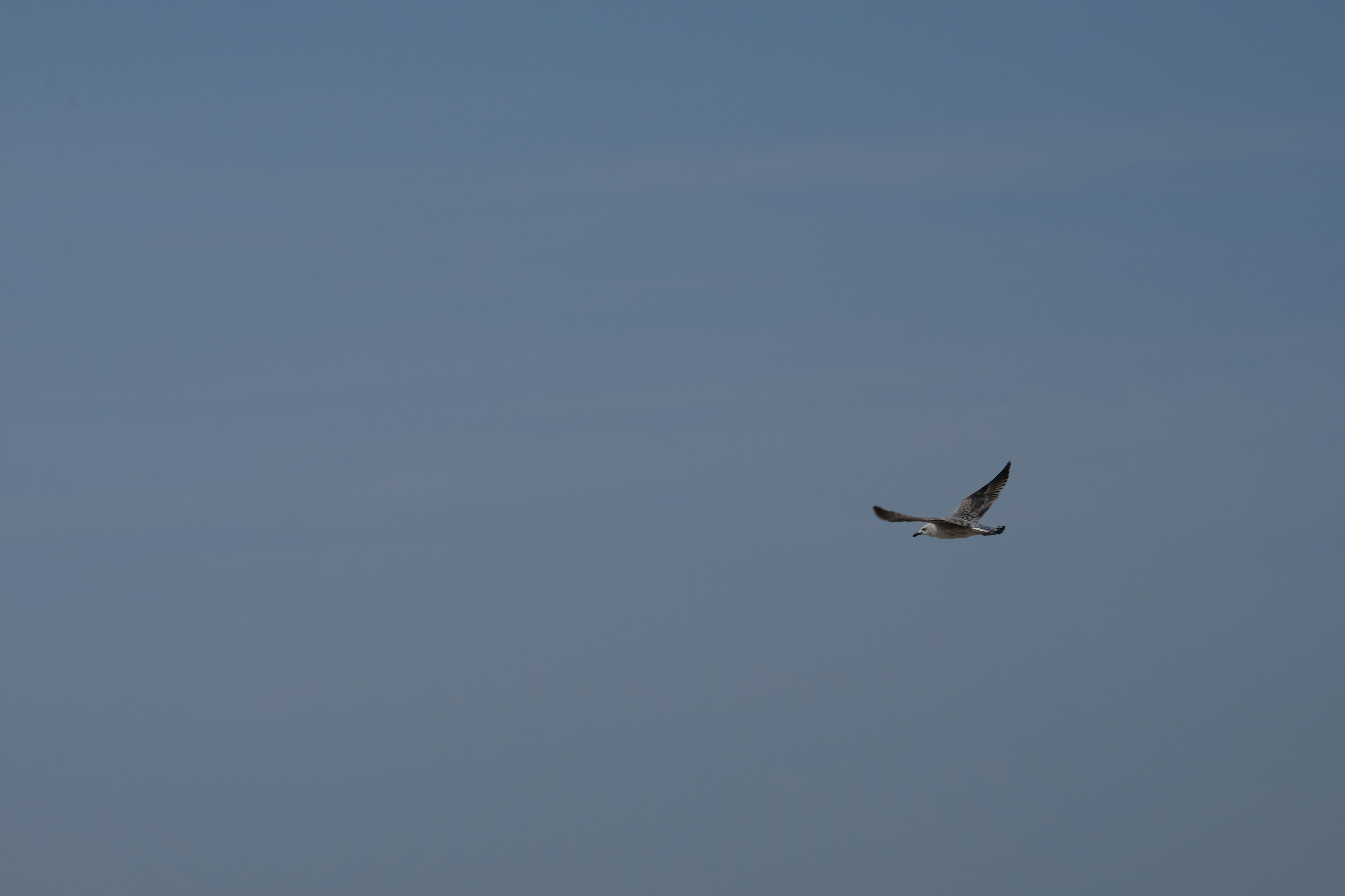 Photo by j_paulo_mag