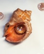 a close up of a sea shell on a table