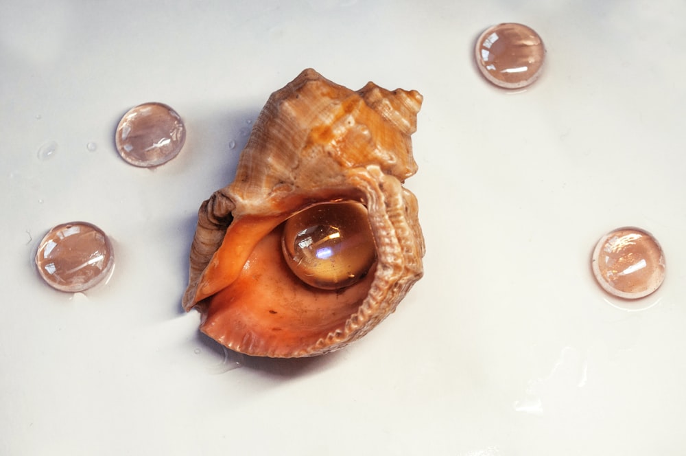 a close up of a sea shell on a table