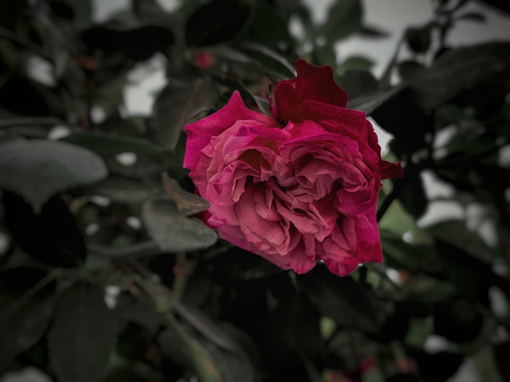 a pink flower with green leaves in the background