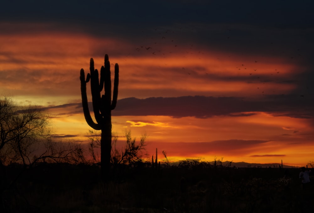 the sun is setting behind a large cactus