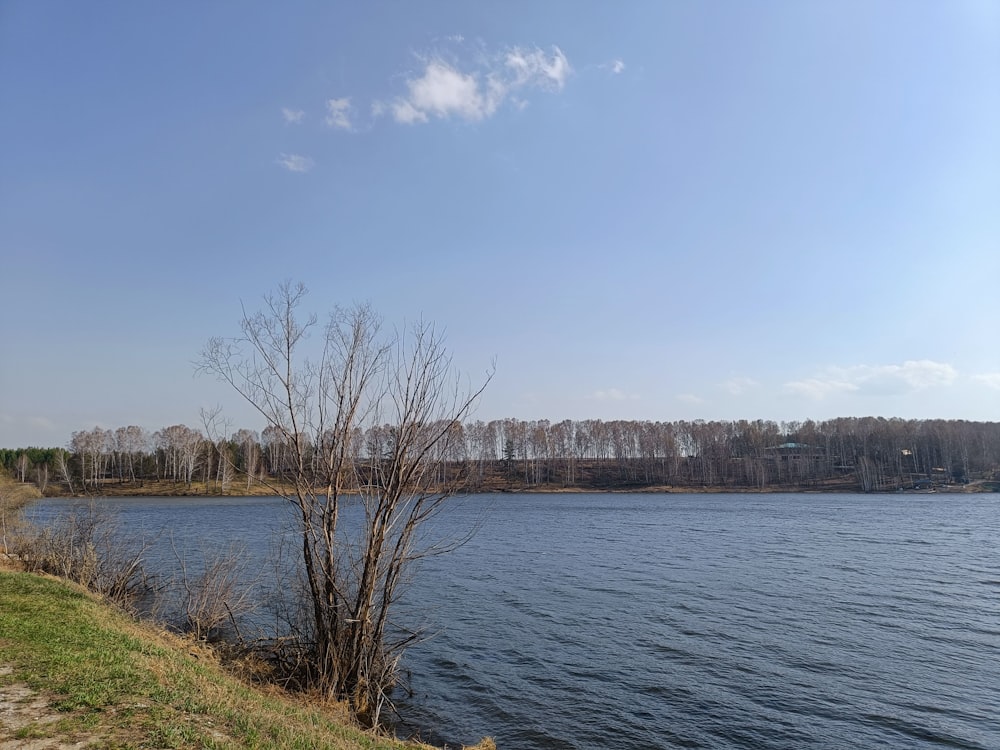 a body of water surrounded by trees and grass