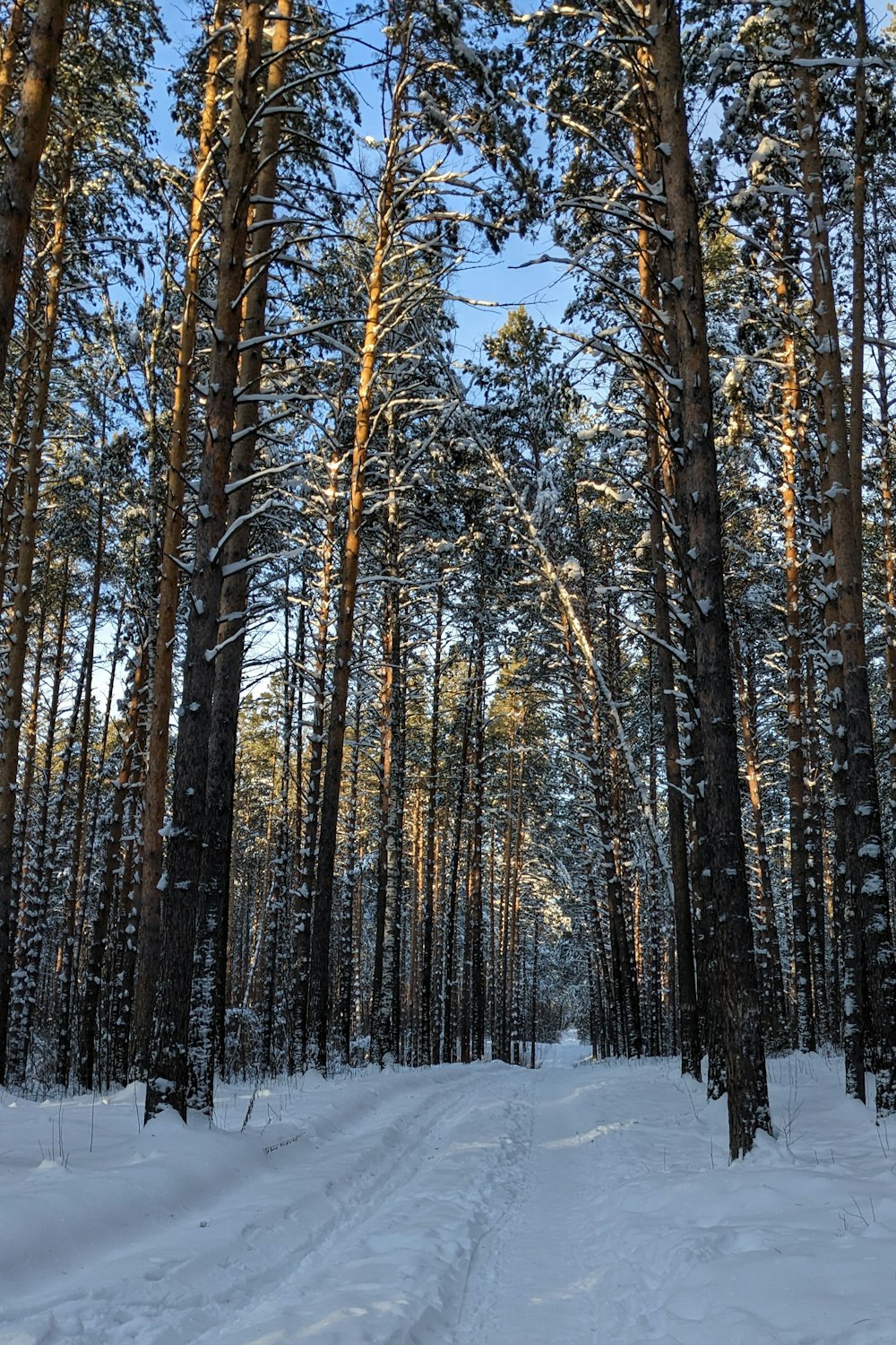 a path through a snow covered forest with lots of trees