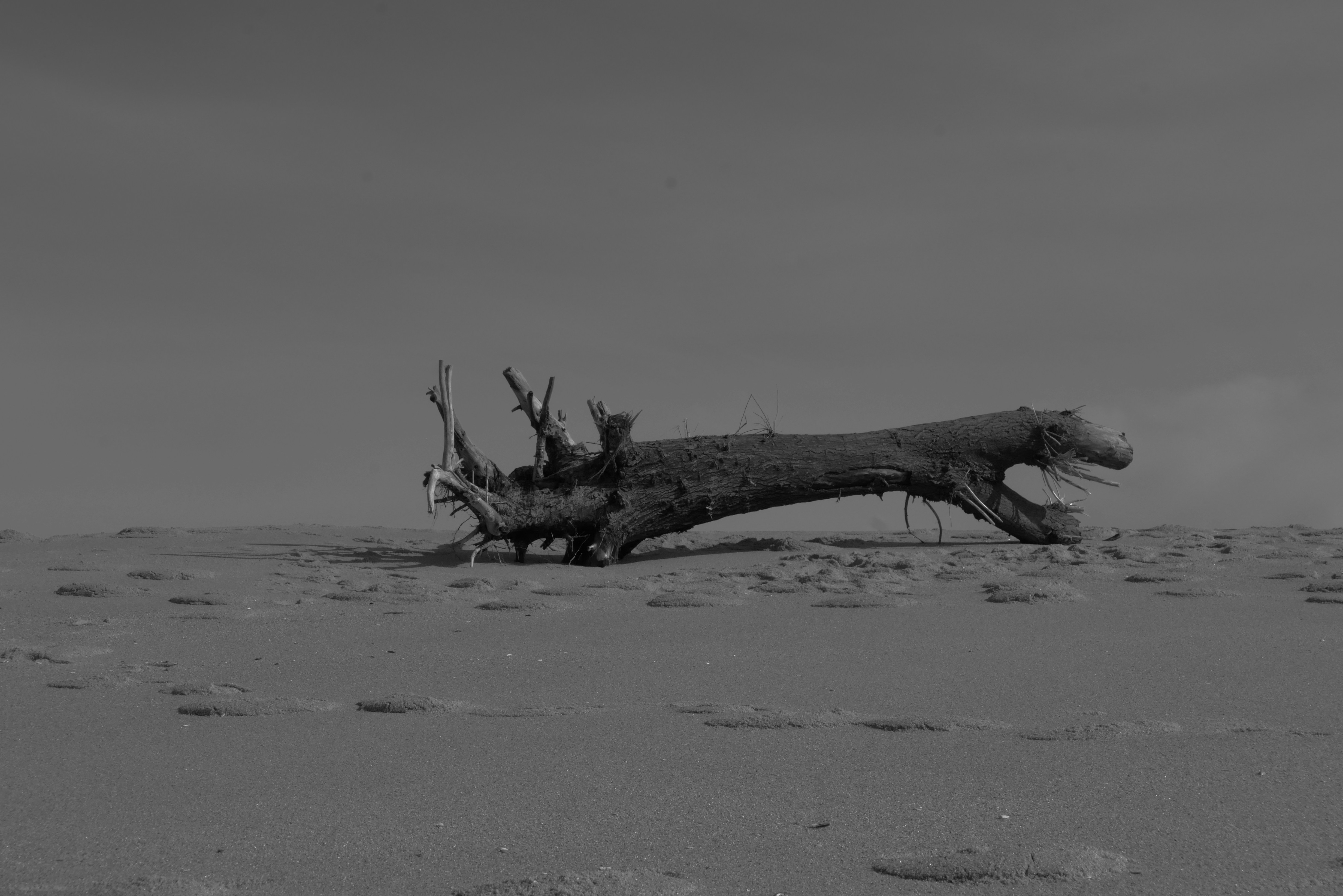 Photo by j_paulo_mag