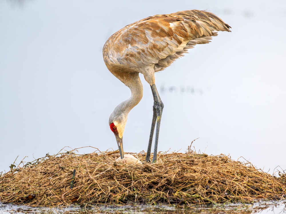 a large bird standing on top of a pile of hay