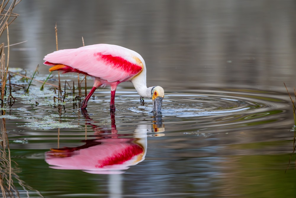 물 속에 서 있는 분홍색과 흰색의 새