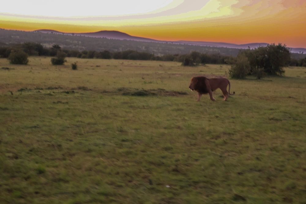 a lion walking across a lush green field