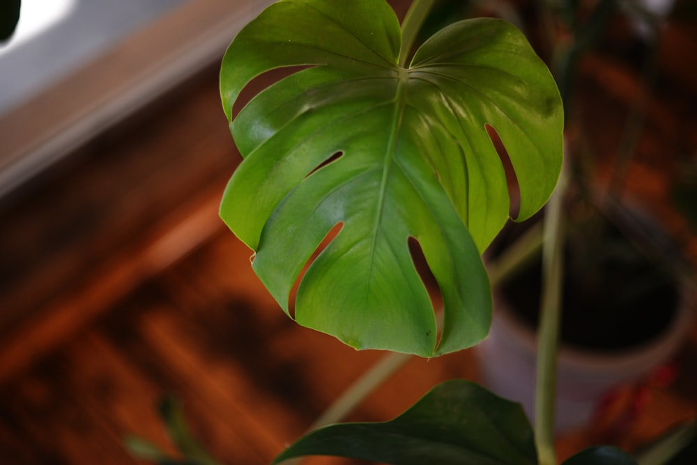 uma grande folha verde em cima de uma planta