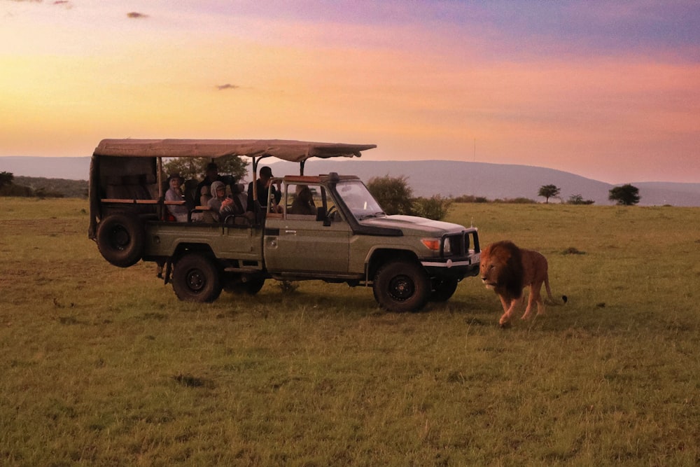 Golden hour, a lion's length away