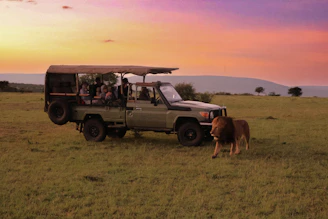 a safari vehicle with passengers and a lion in the grass
