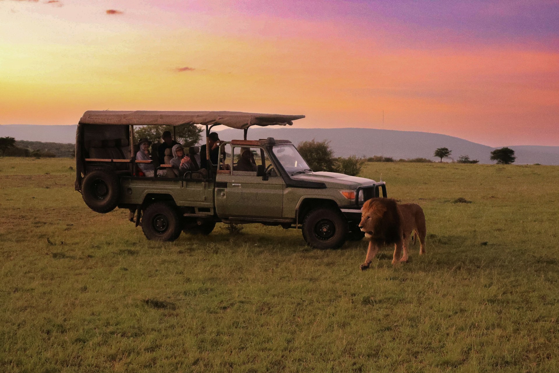 a safari vehicle with passengers and a lion in the grass