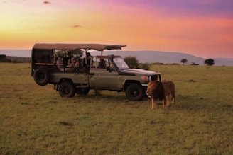 a safari vehicle with a cow standing in the grass