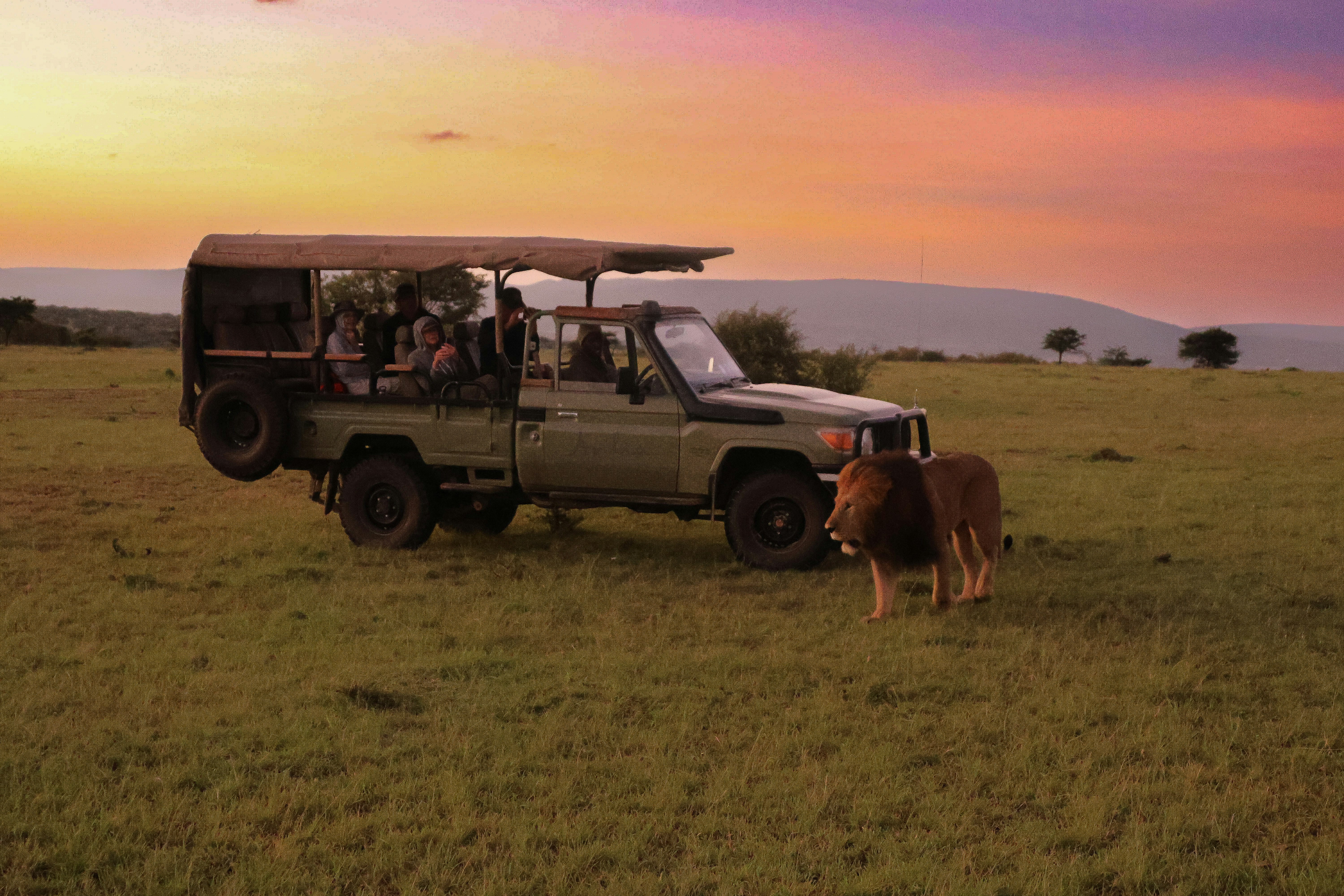 Lion sunrise jeep safari