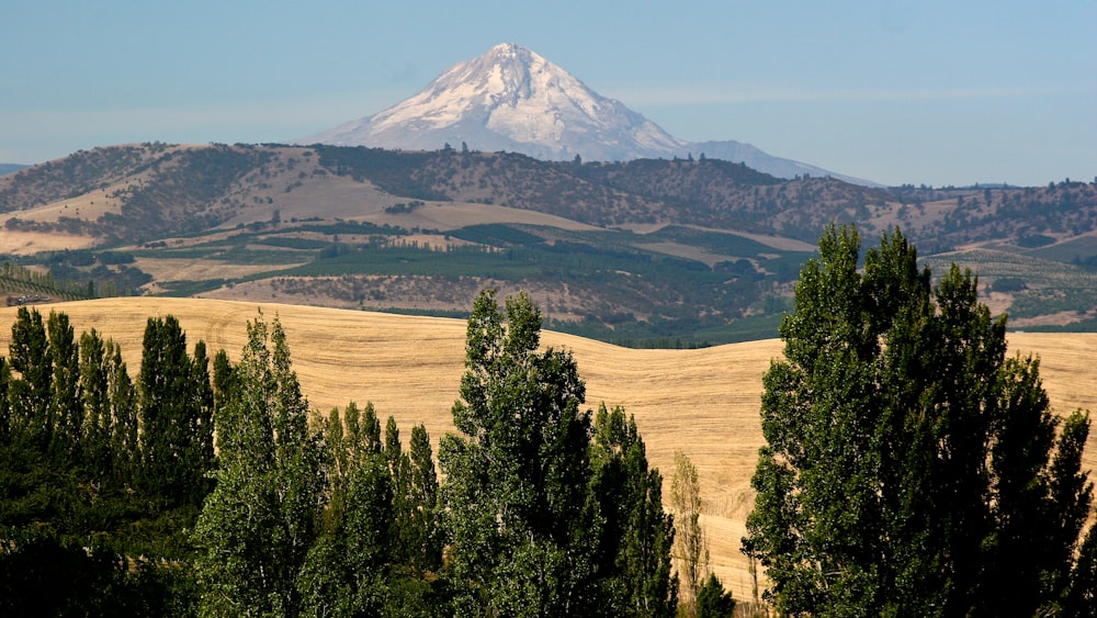 a view of a mountain with trees in the foreground