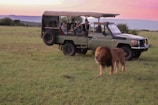 a group of people in a safari vehicle with a lion