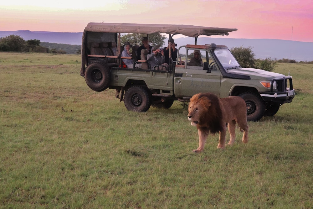 a group of people in a safari vehicle with a lion