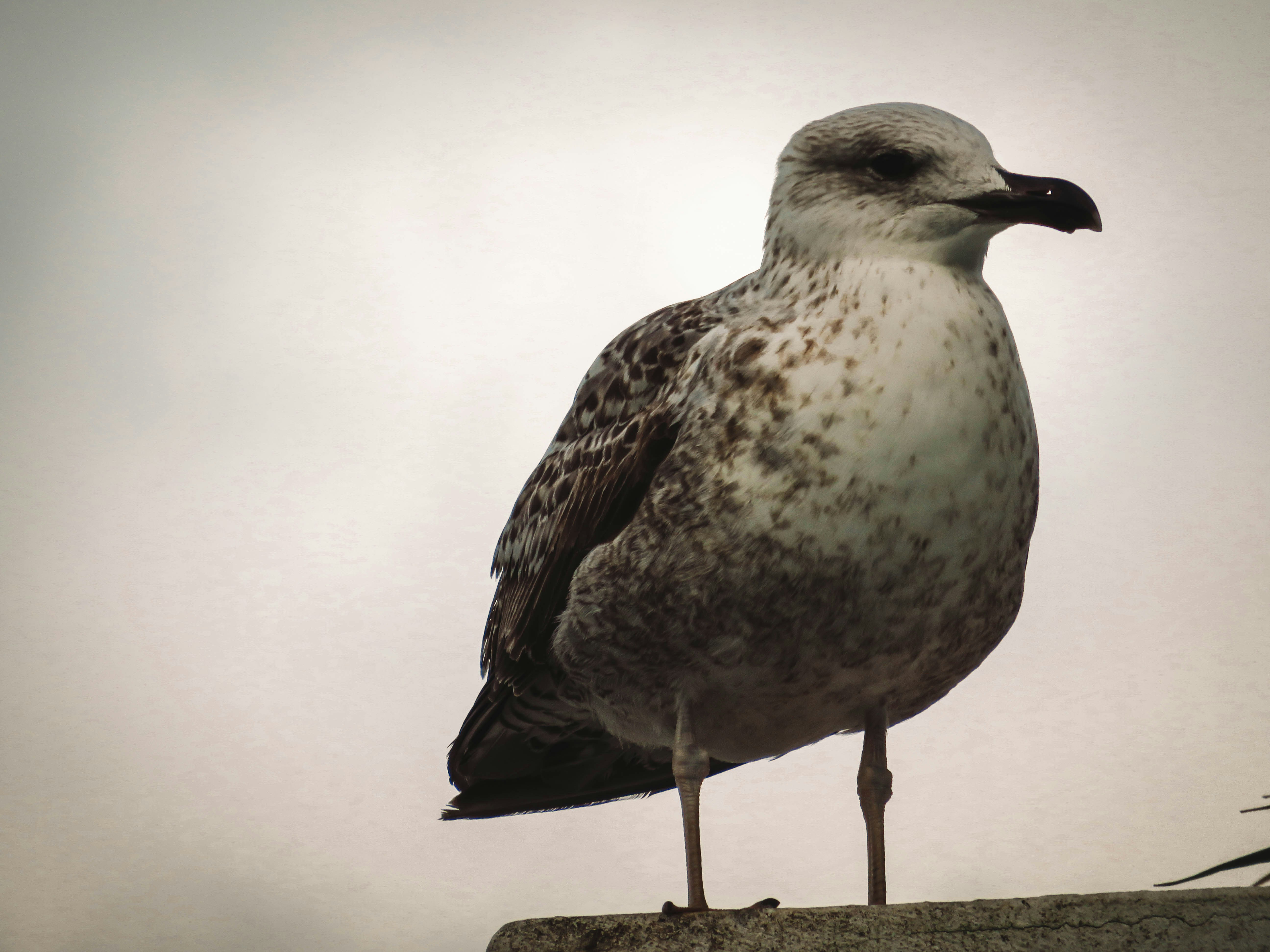 Photo by jgcachafeiro