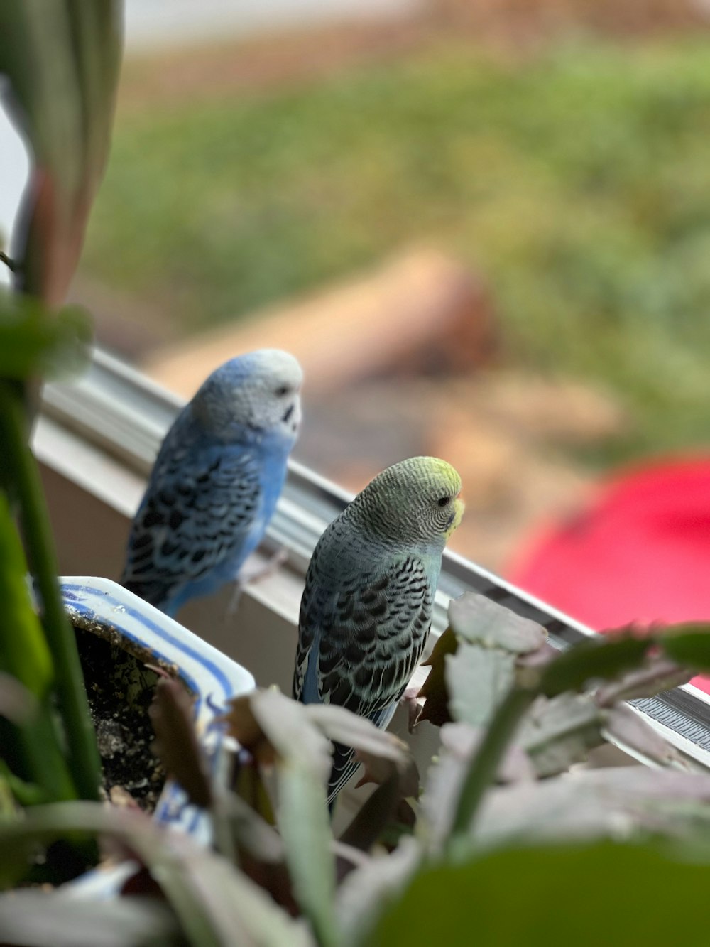 a couple of birds sitting on top of a window sill