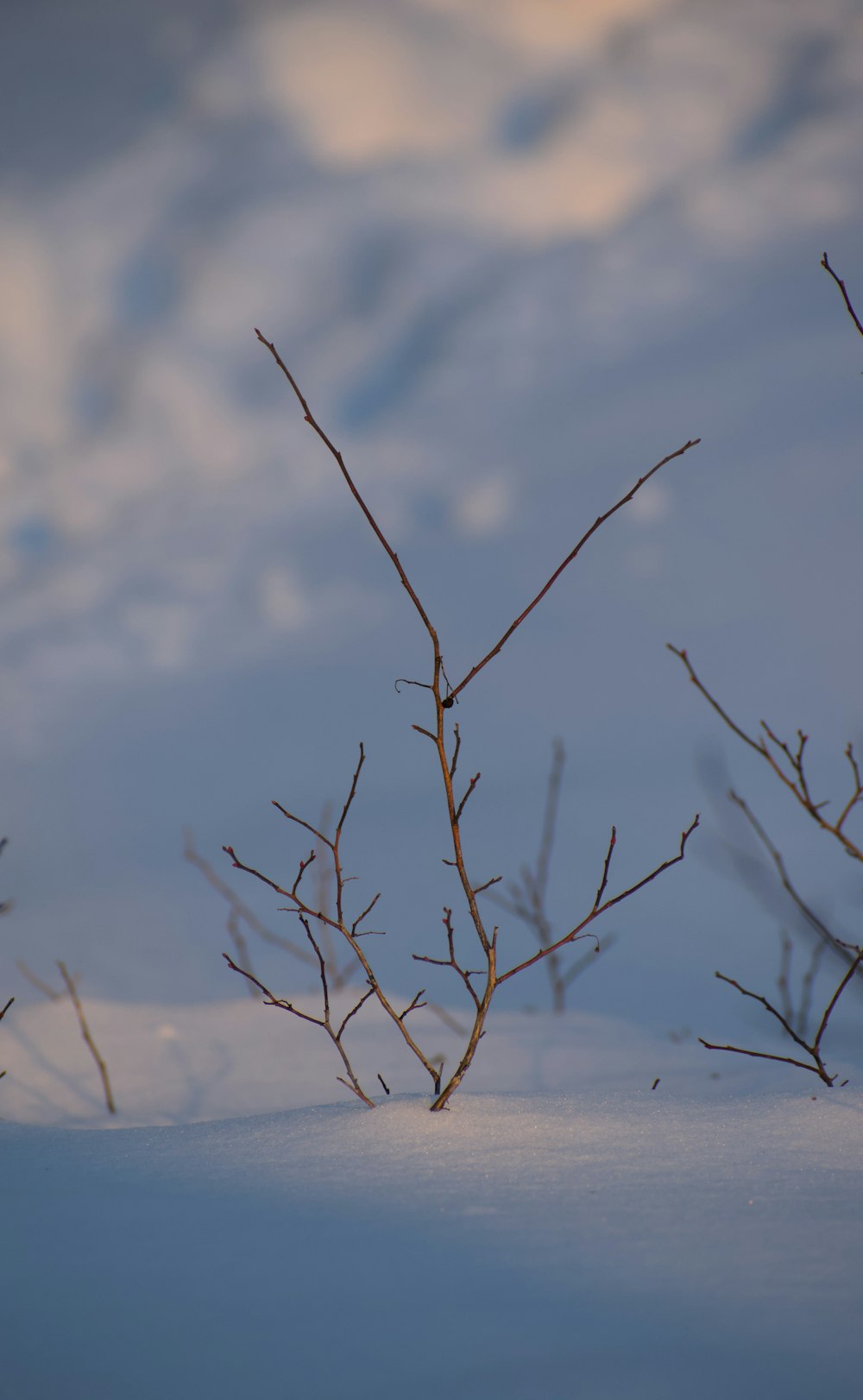 a small bird sitting on top of a tree branch