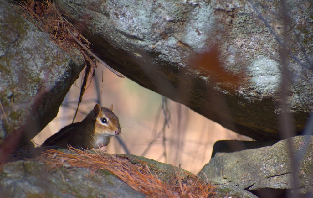 a small squirrel sitting on top of a rock