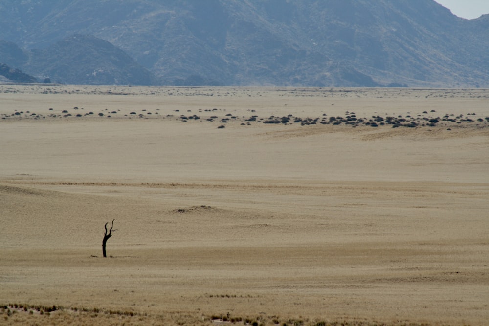 a lone tree in the middle of a desert