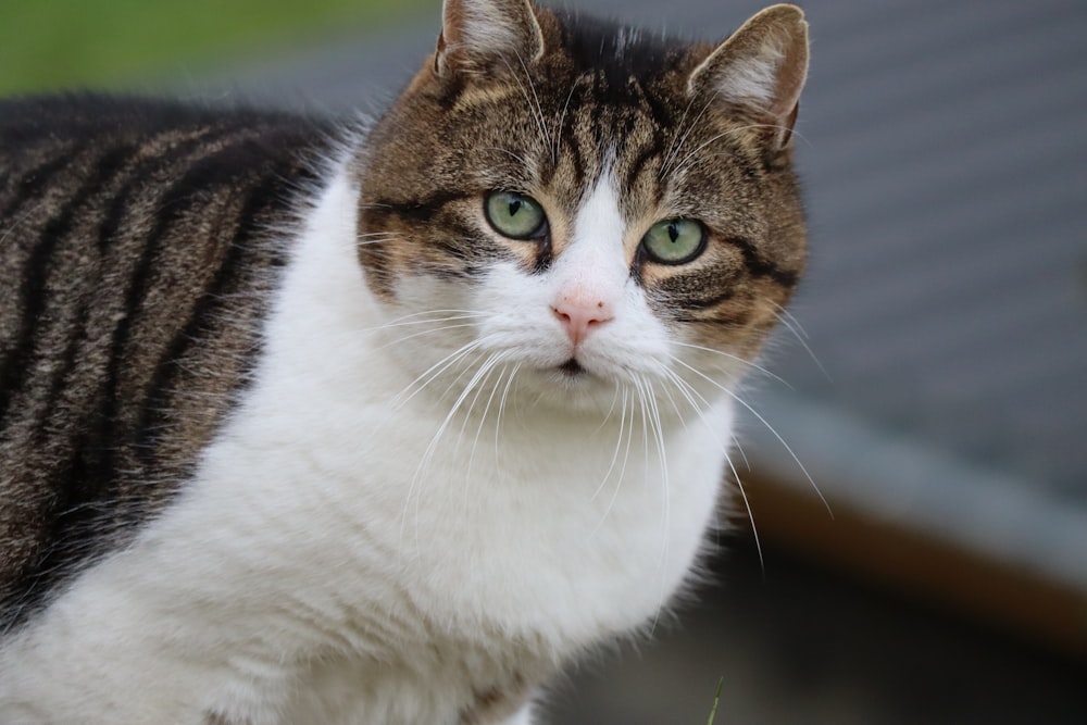 a close up of a cat with green eyes