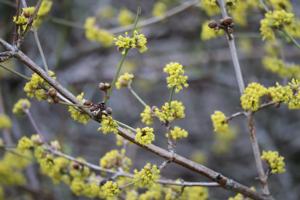 a close up of a tree with yellow flowers