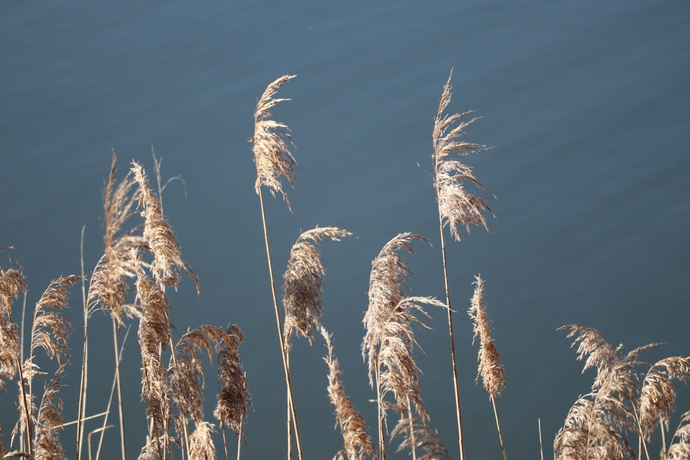 a bunch of tall dry grass next to a body of water