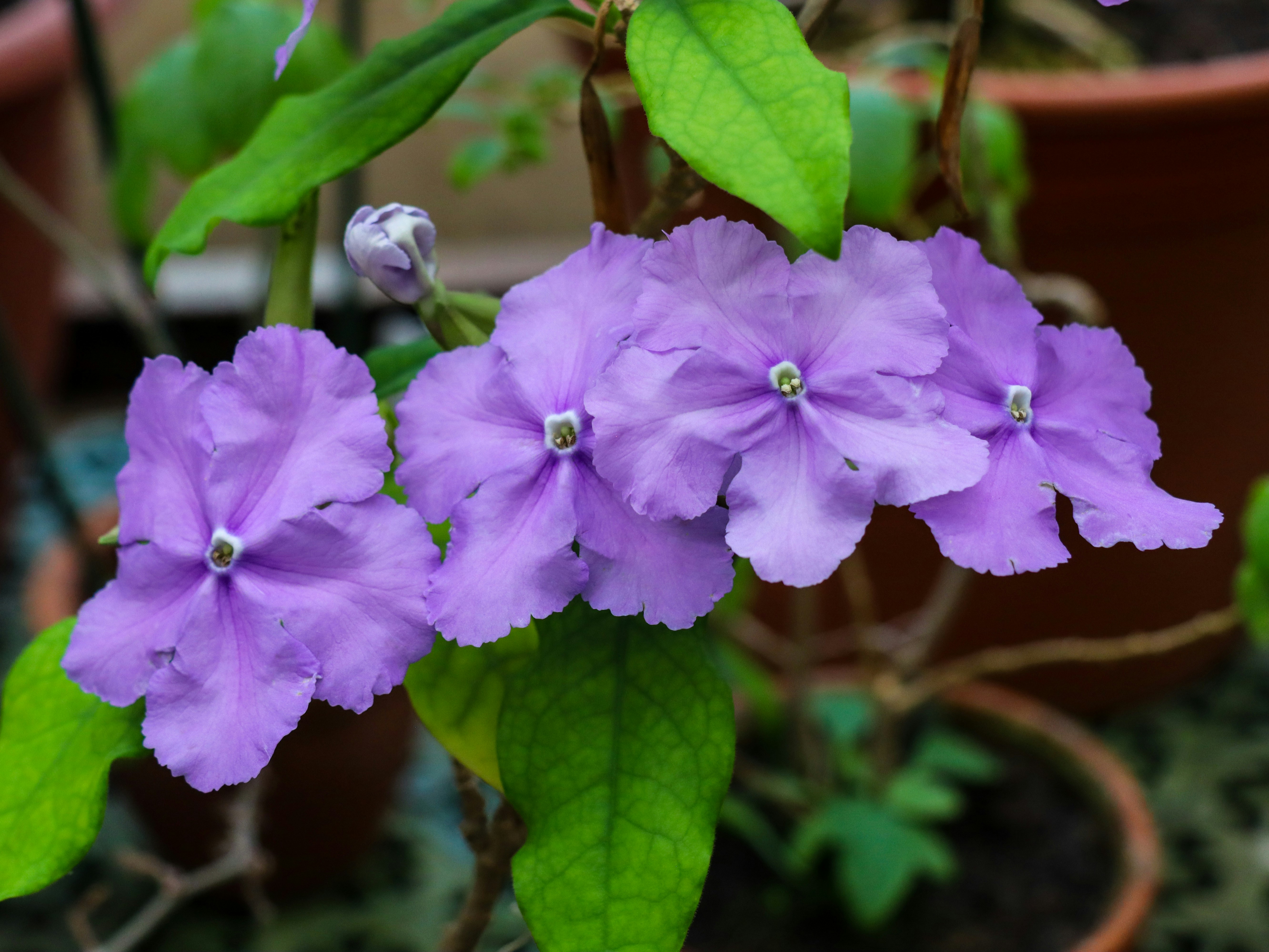 Стрептокарпус — Streptocarpus rexii