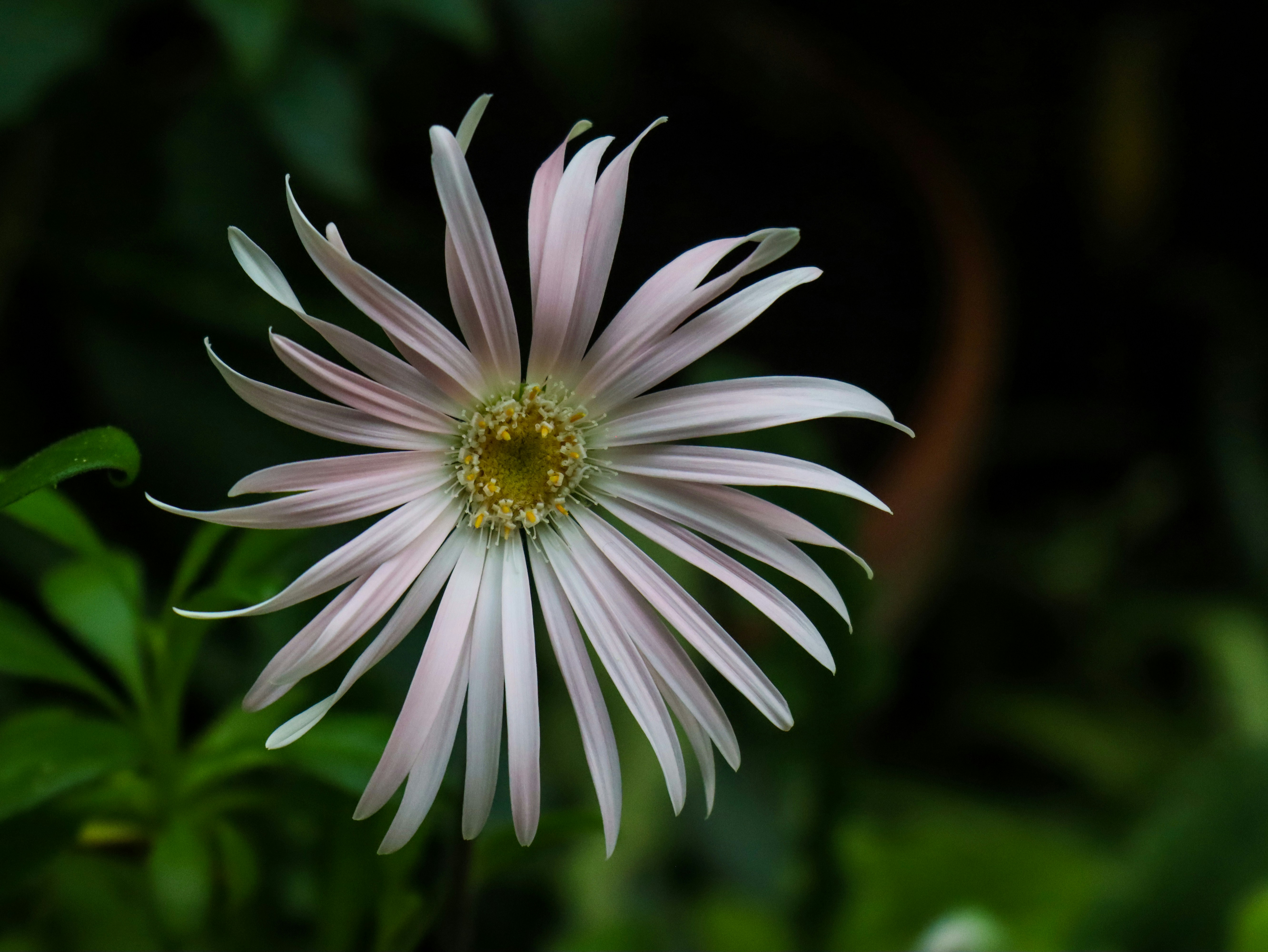 Photo by annanes