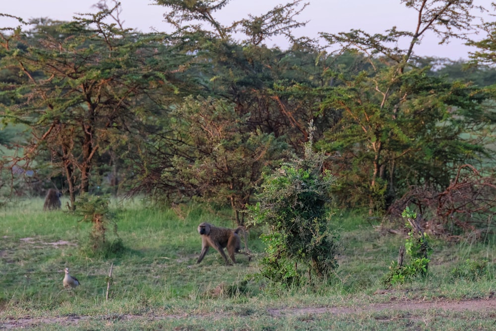 a couple of animals that are standing in the grass