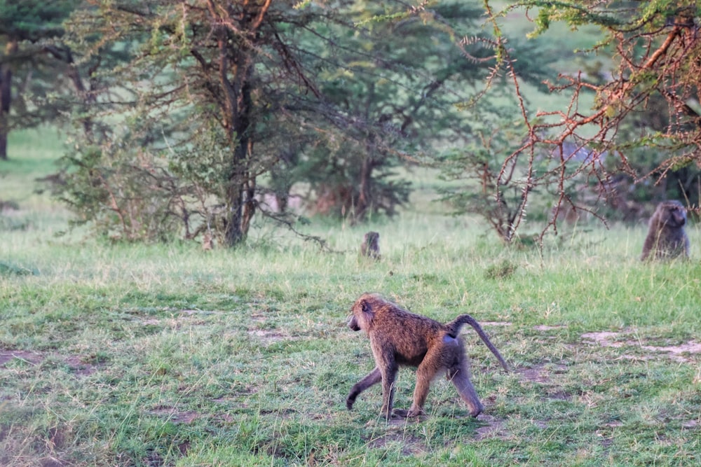 a small monkey walking across a lush green field