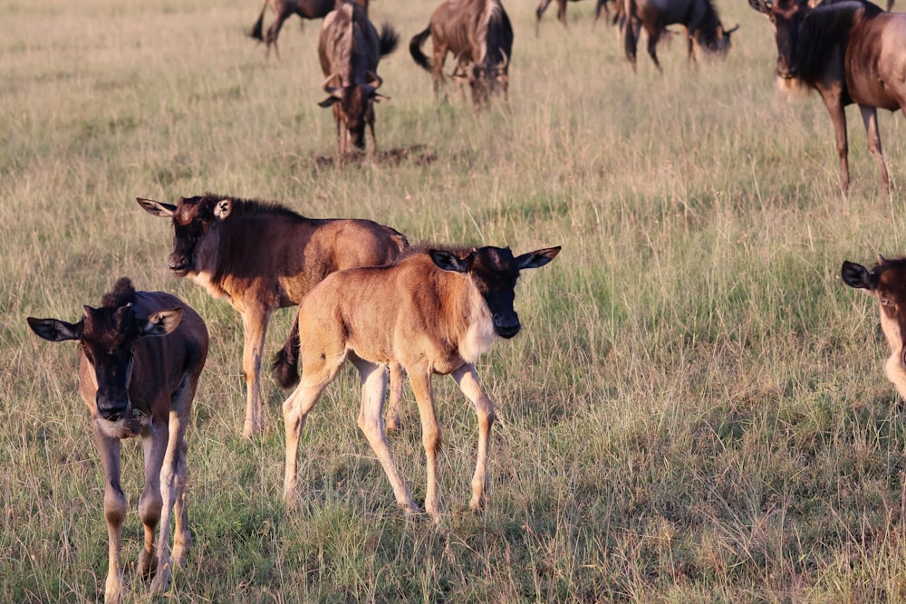 a herd of cattle standing on top of a grass covered field