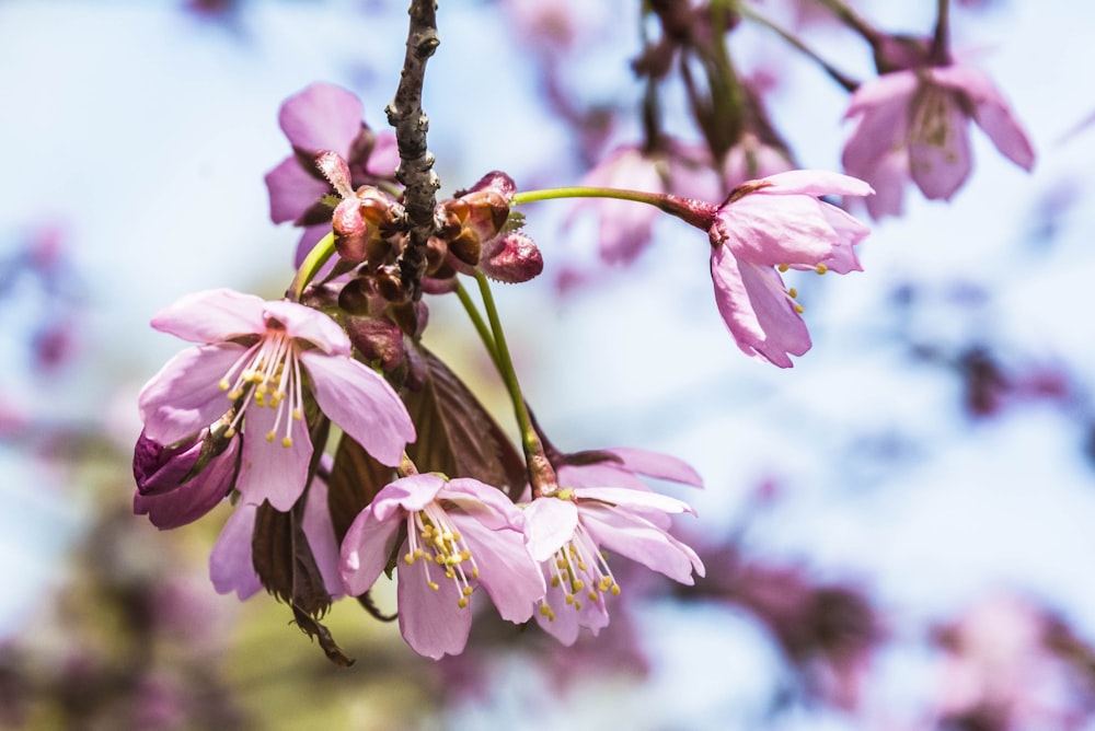 a close up of a tree with pink flowers