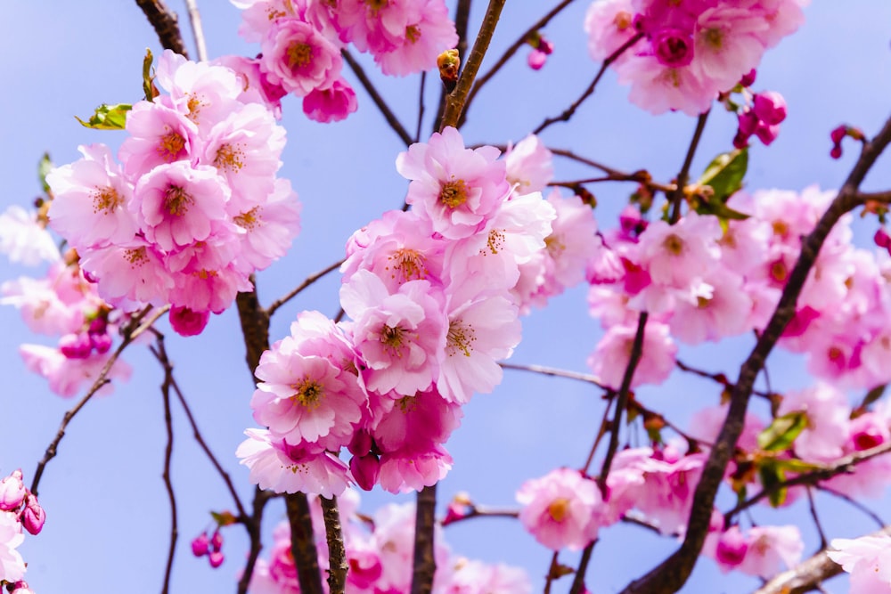 pink flowers are blooming on a tree